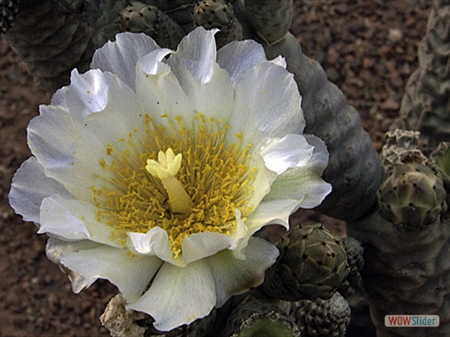 cactus tissue flower